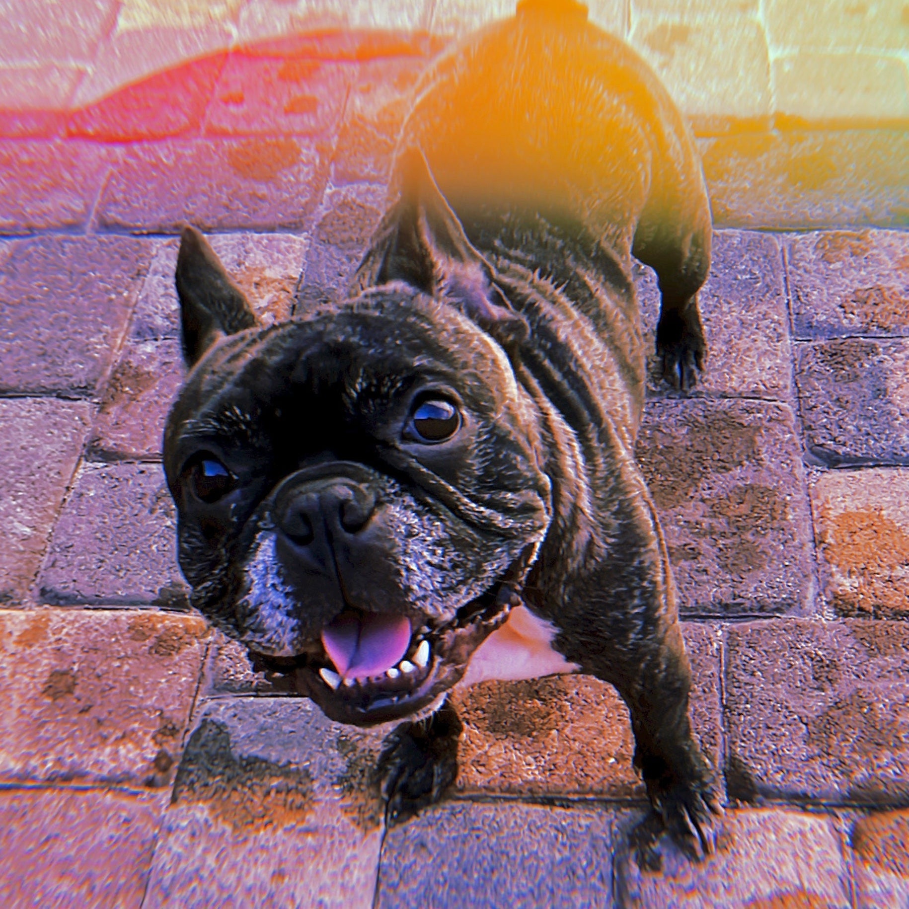 In Loving Memory of my sweet boy, Lucifer.